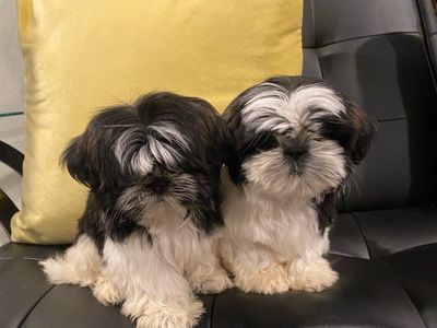 Adorable Shih Tzu Puppies - Male & Female Available