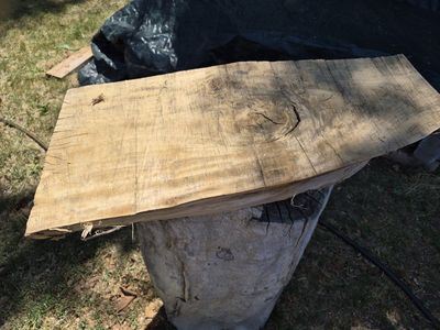 Elm Small Slab- $20.00 cash