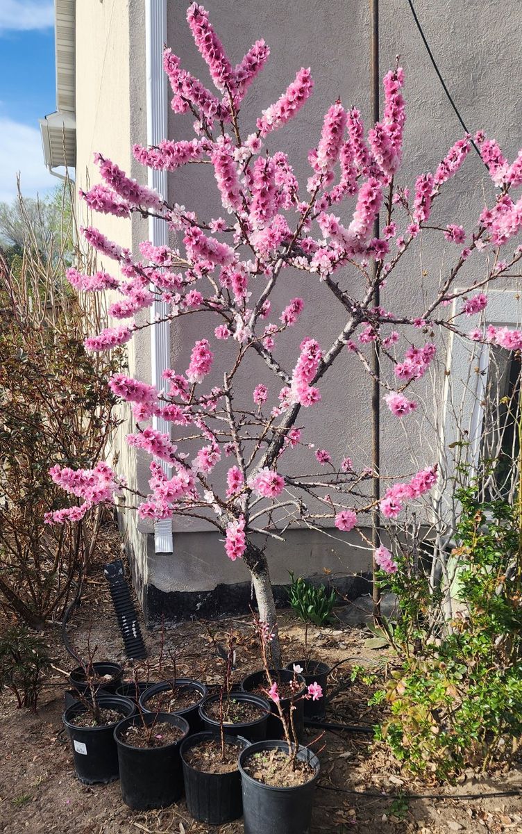 Dwarf Purple Ornamental Peach Trees