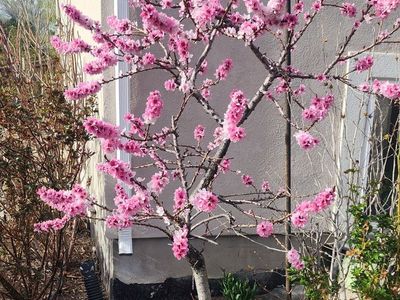 Dwarf Purple Ornamental Peach Trees