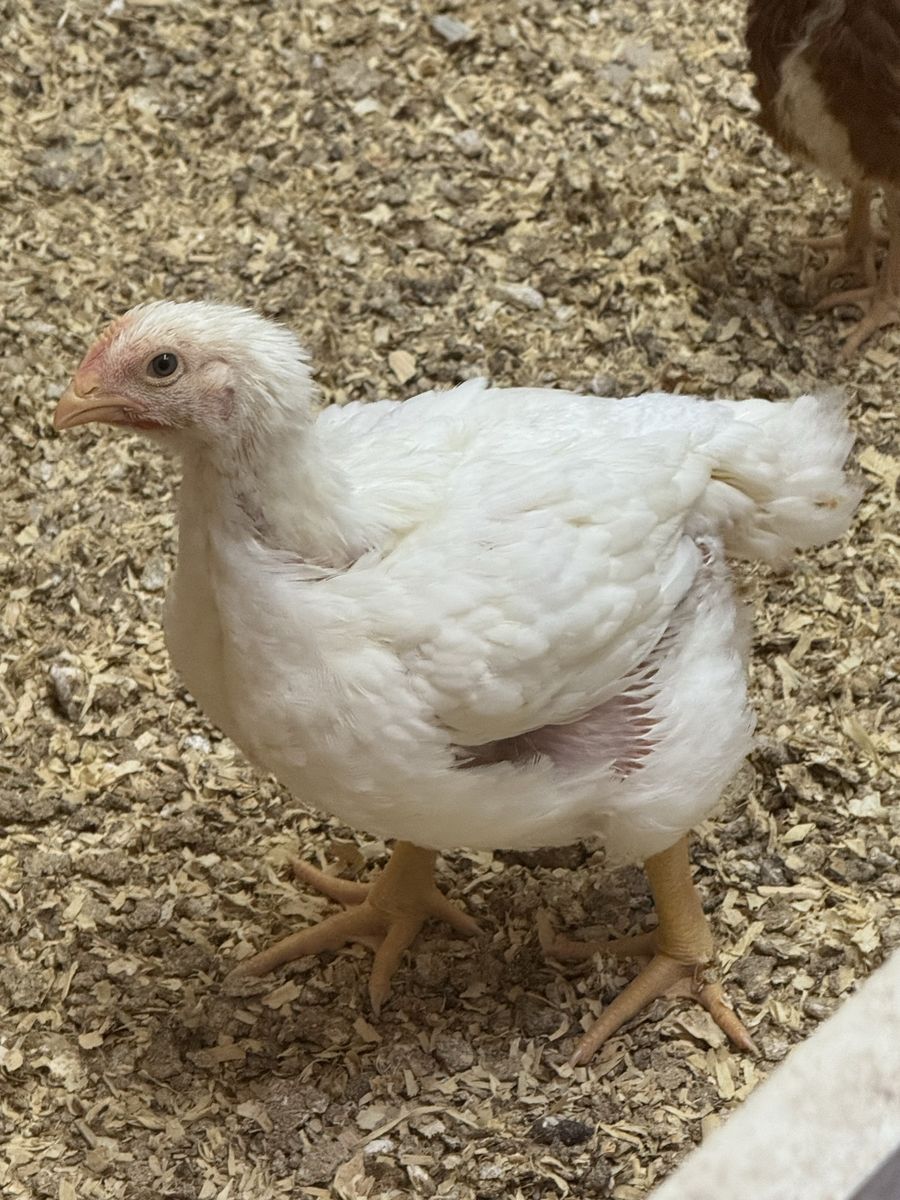 Cornish Cross 5 Weeks Old