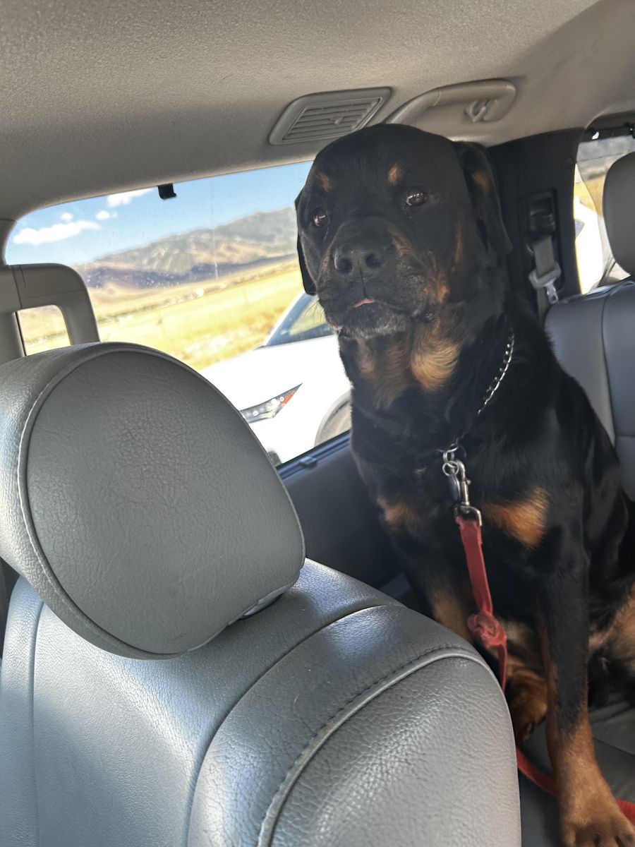 Rootwheiler Pure Breed