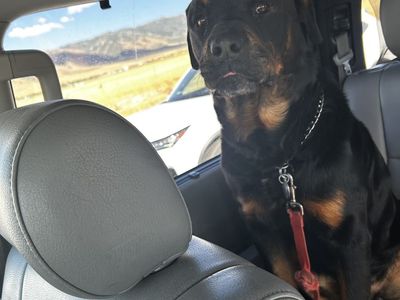 Rootwheiler Pure Breed