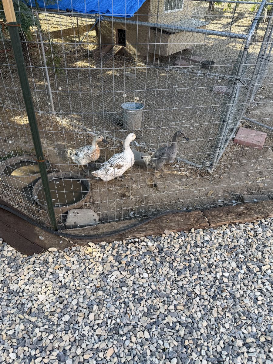Live Ducks with Enclosure and Coop Setup