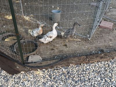 Live Ducks with Enclosure and Coop Setup
