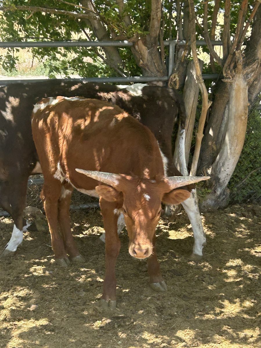 fresh longhorns