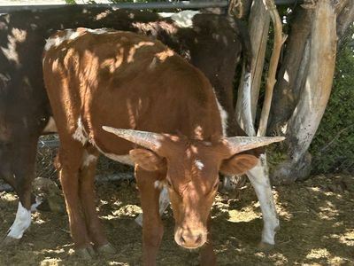 fresh longhorns