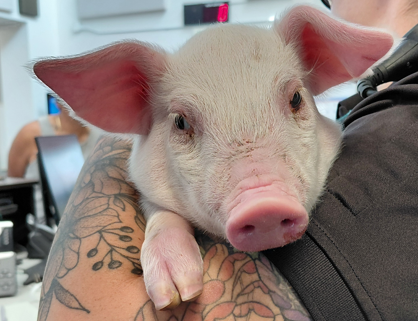 A163674 Yorkshire Piglet  - NOTICE OF SALE
