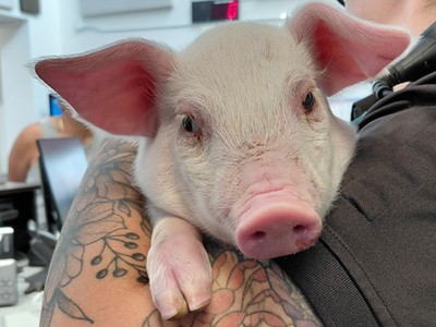 A163674 Yorkshire Piglet - NOTICE OF SALE