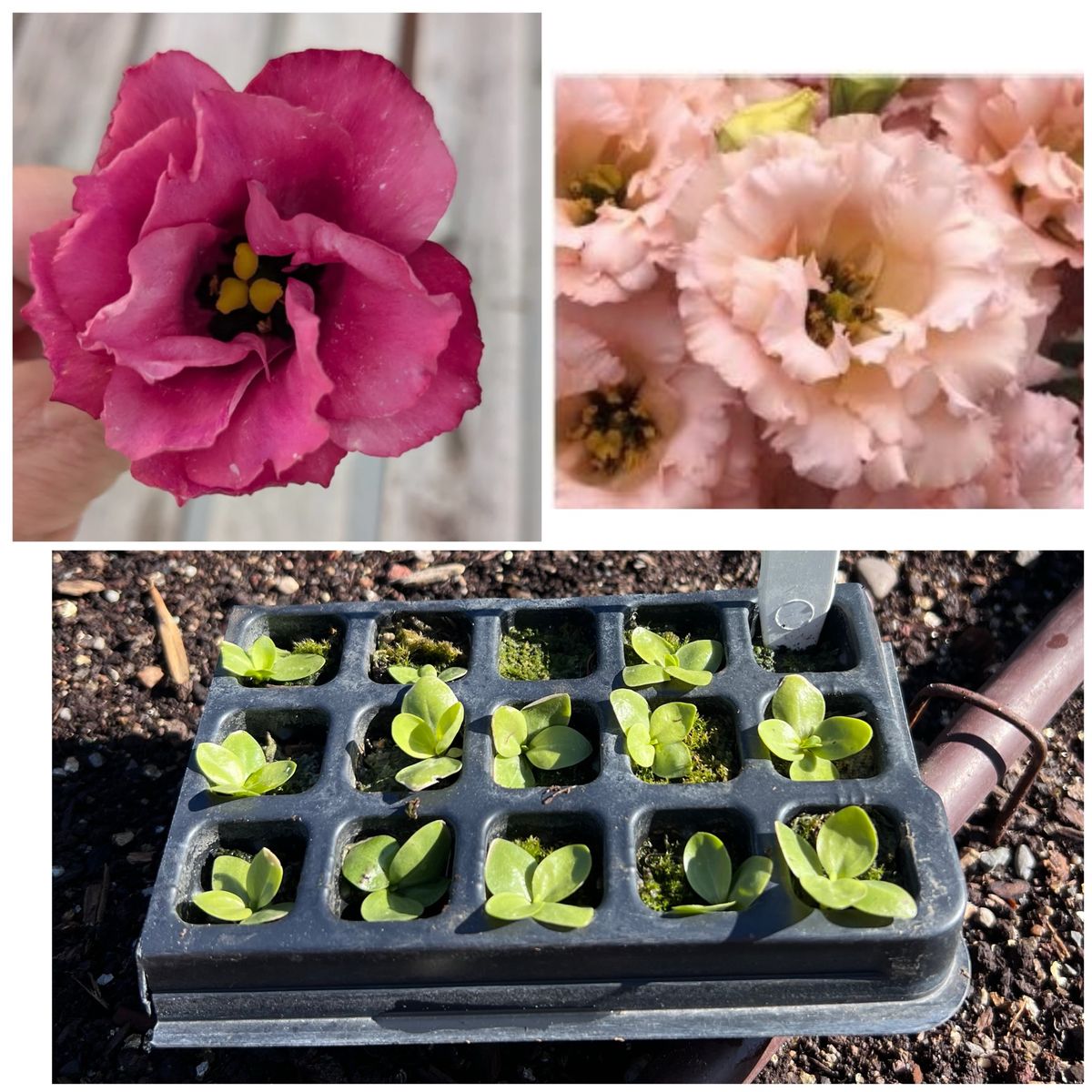 Lisianthus flower starts