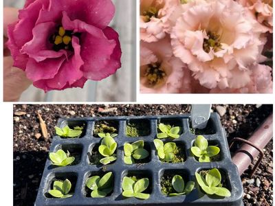 Lisianthus flower starts