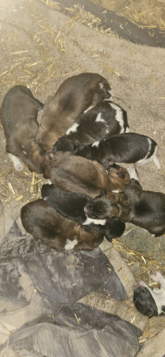 Purebred American akitas pre-sale