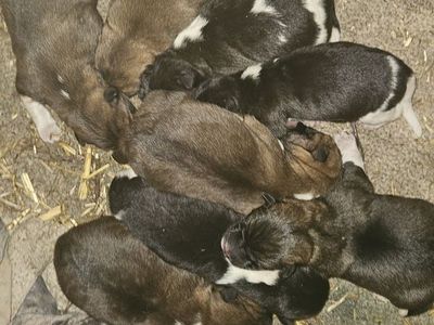 Purebred American akitas pre-sale