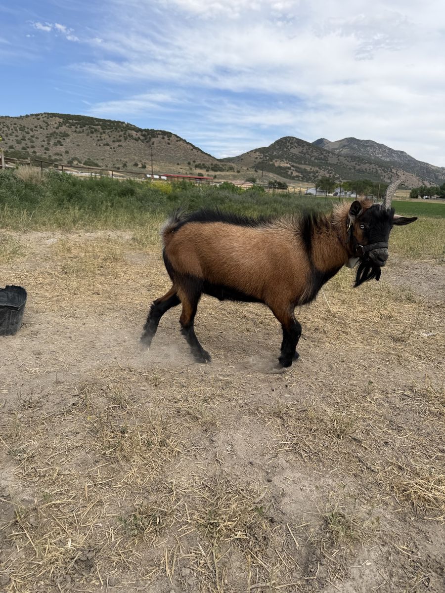 Nigerian Goat