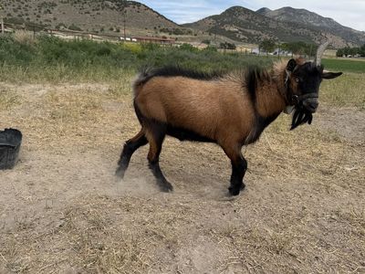 Nigerian Goat