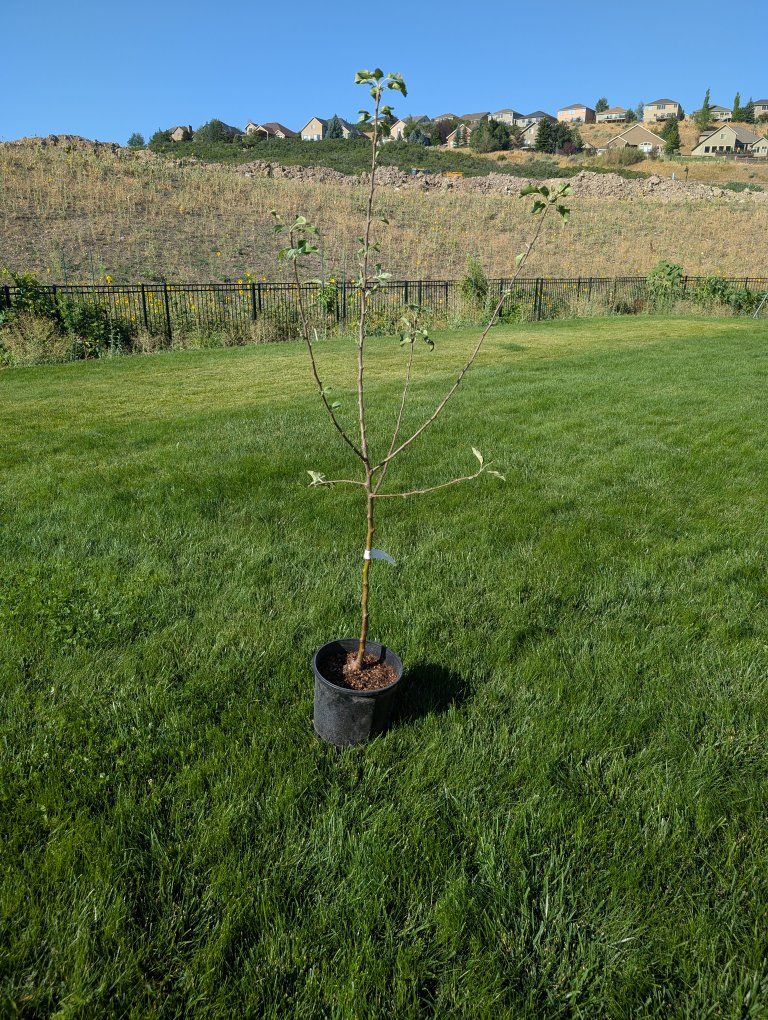 Semi-Dwarf Liberty Apple Tree - Potted Live Plant (USDA Zones 4-9)