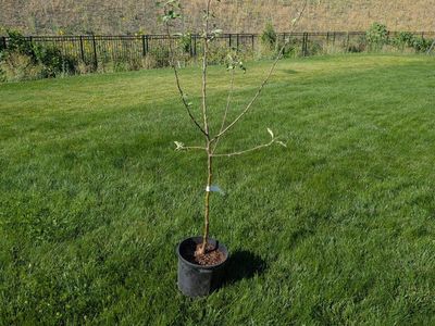 Semi-Dwarf Liberty Apple Tree - Potted Live Plant (USDA Zones 4-9)
