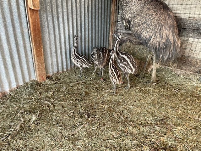 Emu Unrelated Pairs (chicks)