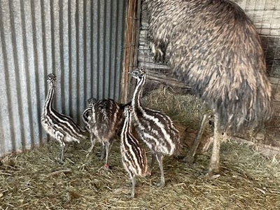 Emu Unrelated Pairs (chicks)