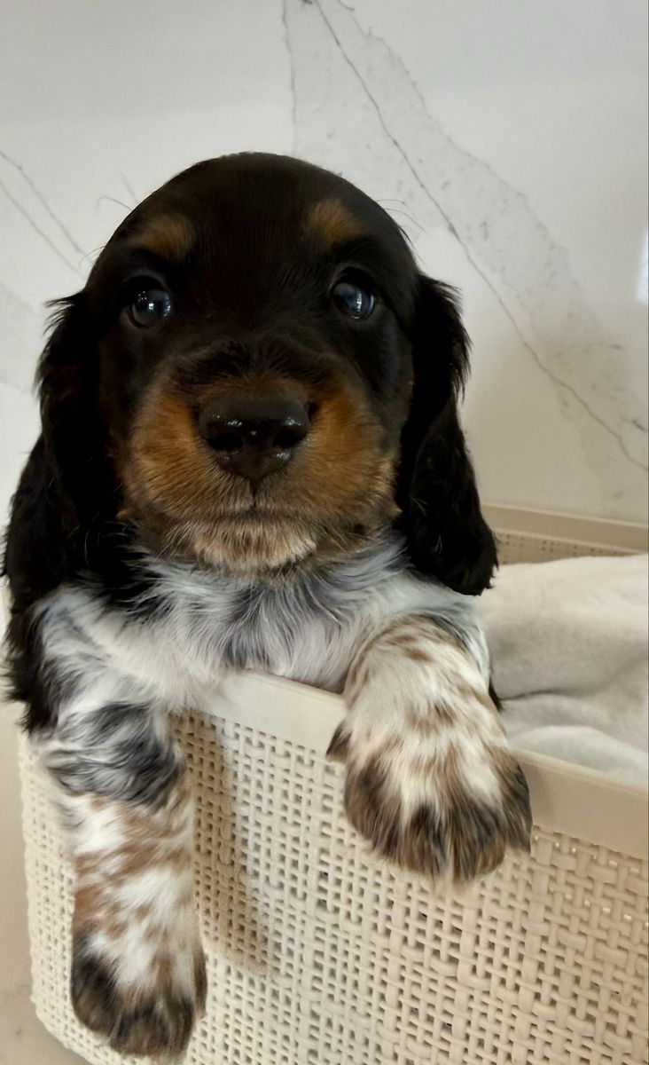 AKC Longhair Mini Dachshund PRA clear