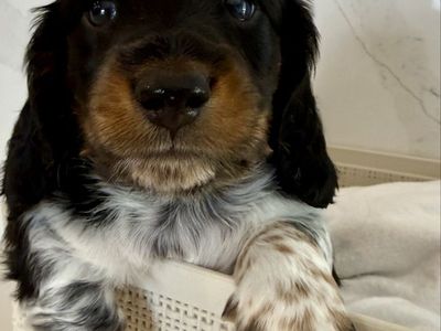 AKC Longhair Mini Dachshund PRA clear