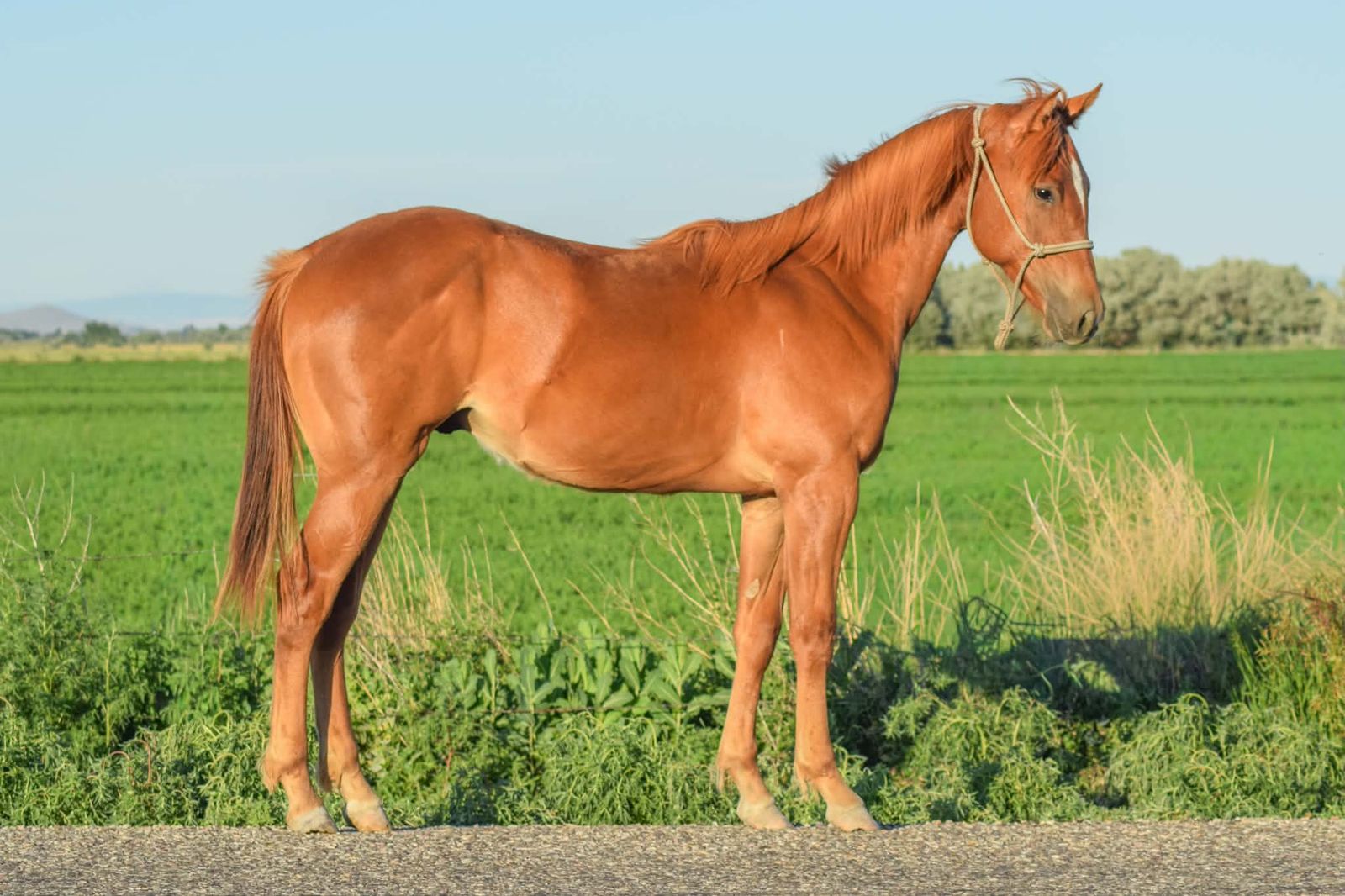 Running/Cow Cross Colt