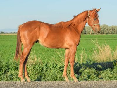 Running/Cow Cross Colt