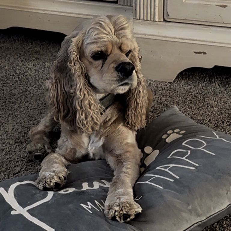 Cocker Spaniel Stud Service