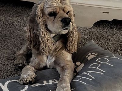 Cocker Spaniel Stud Service