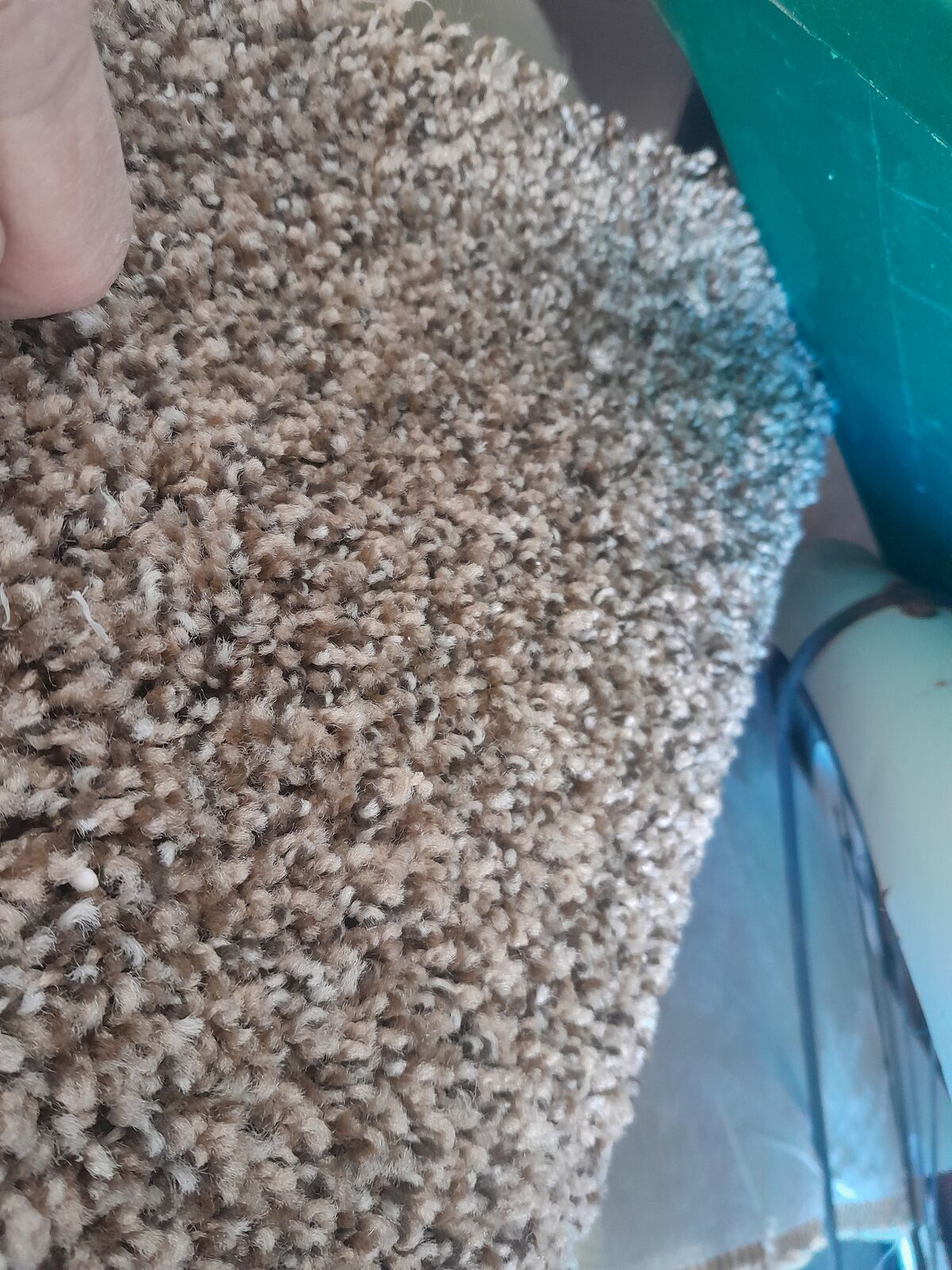 New Plush Carpet