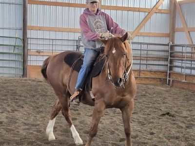 11 year old smaller mare