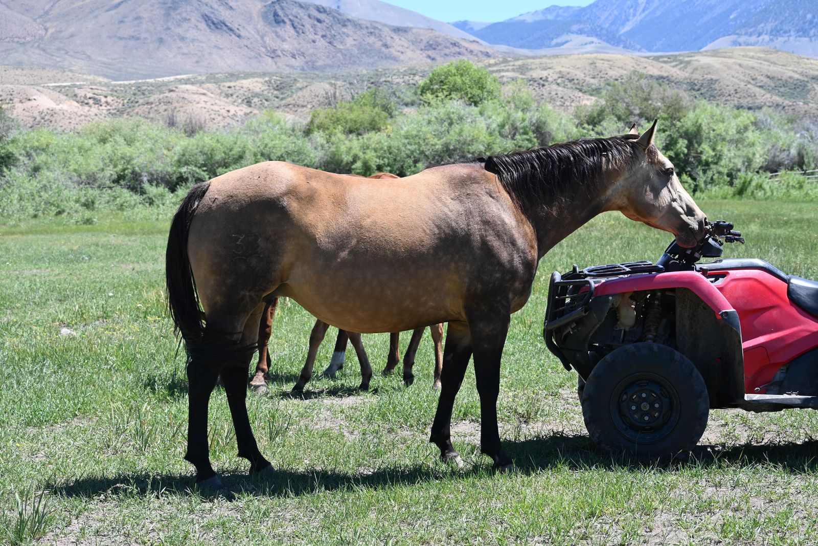 2020 AQHA buckskin broodmare, 100% foundation Poco Bueno bred.