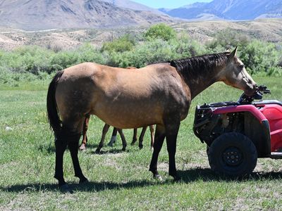 2020 AQHA buckskin broodmare, 100% foundation Poco Bueno bred.