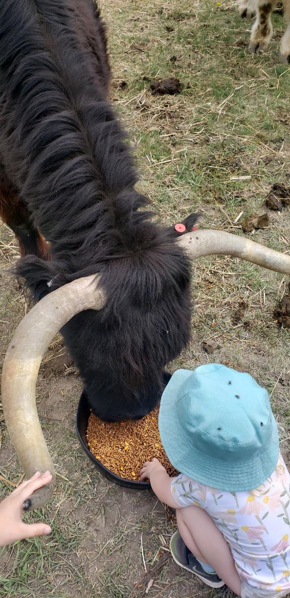 Scottish Highland Purebred Ladies