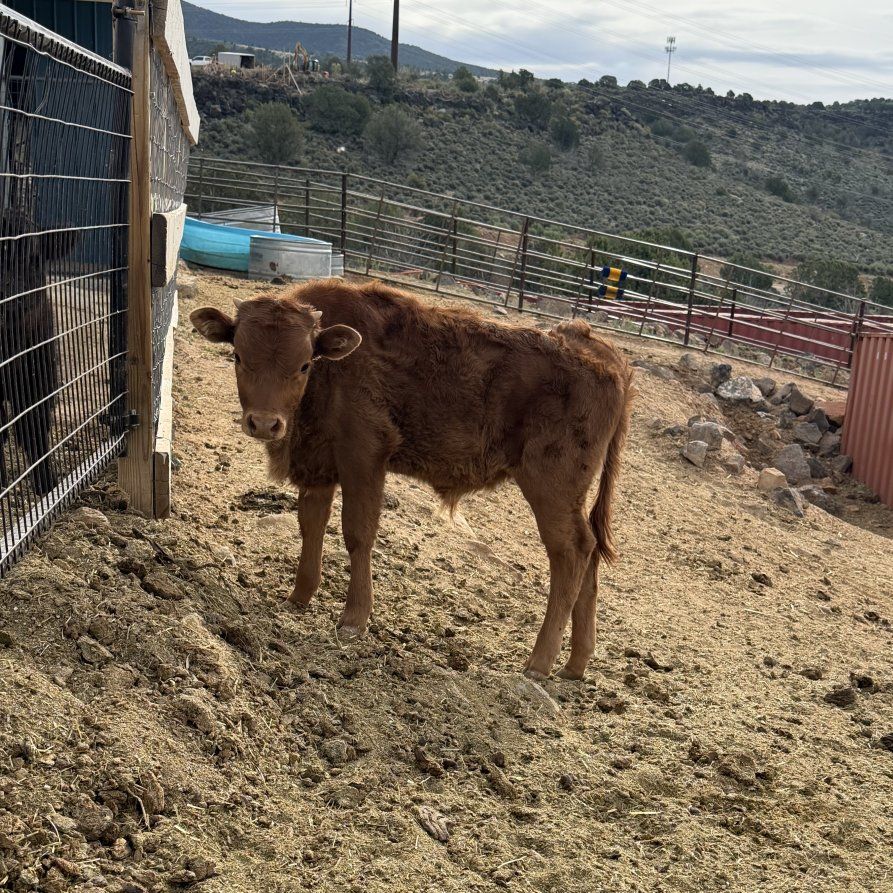 Highland / Texas Longhorn Cross