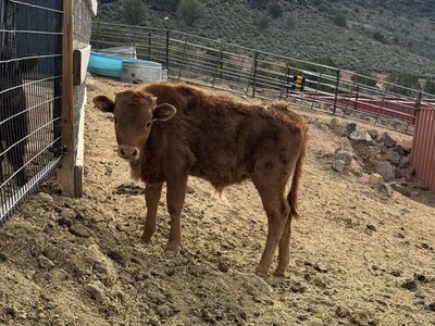 Highland / Texas Longhorn Cross