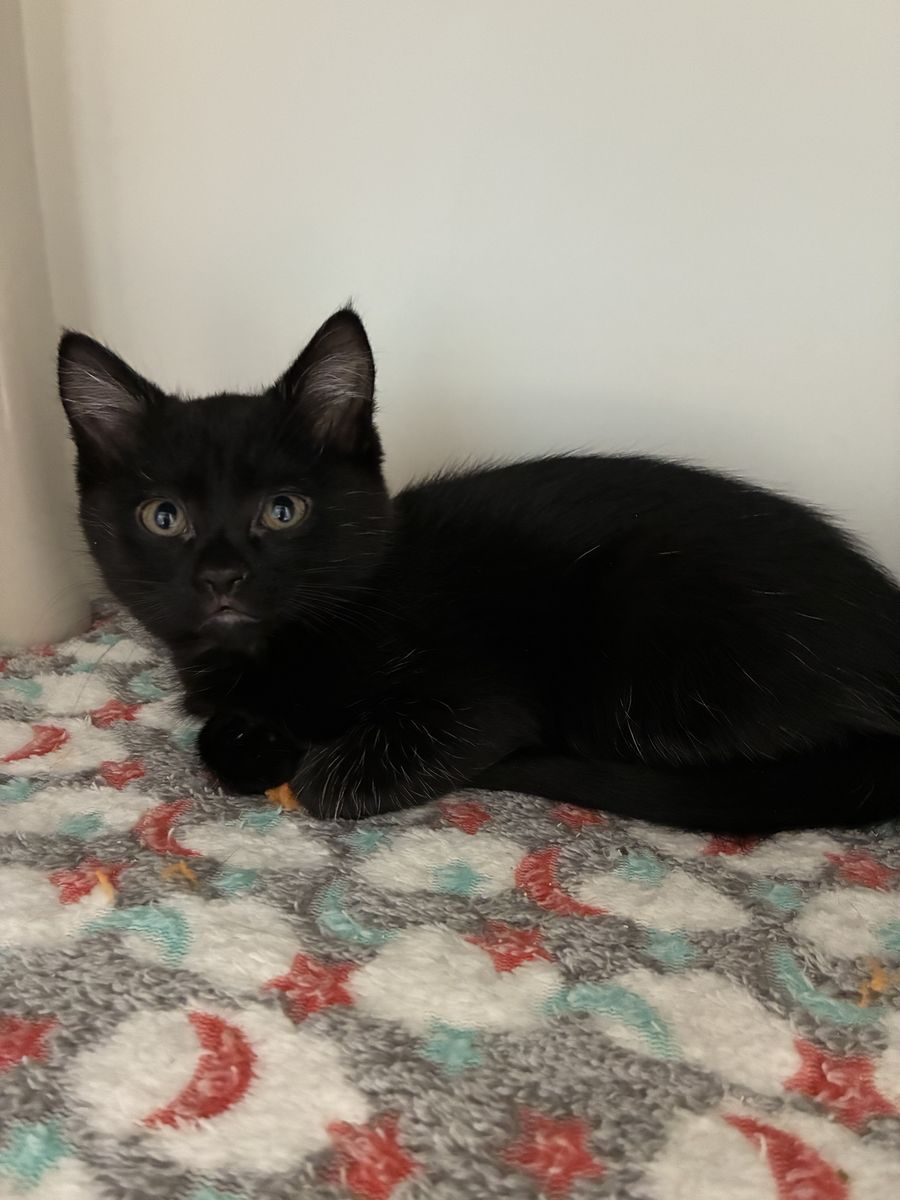 A161645 Sego Lily is Available for Adoption!