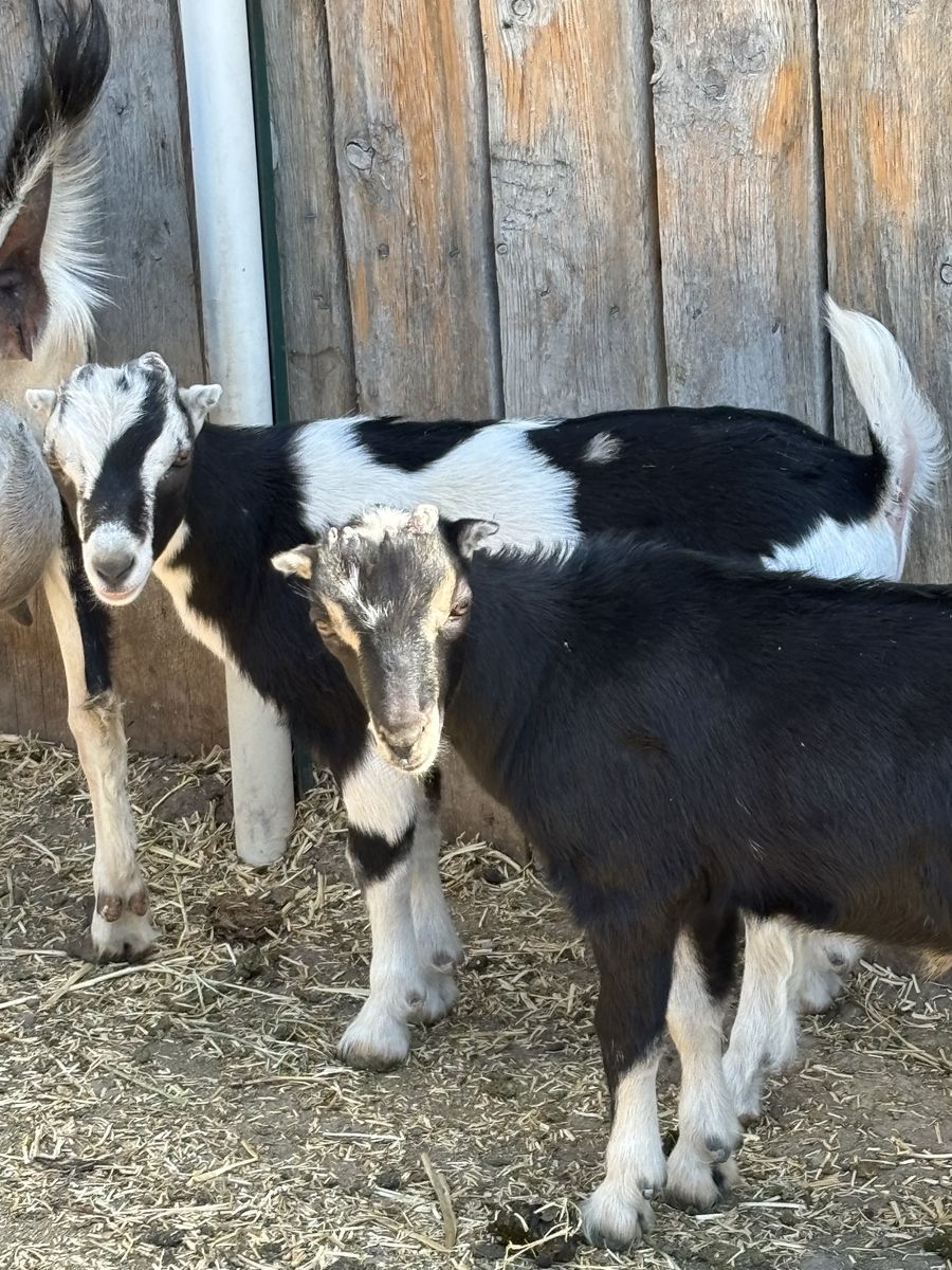 Nigerian dwarf/Lamancha male goats