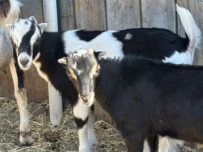 Nigerian dwarf/Lamancha male goats