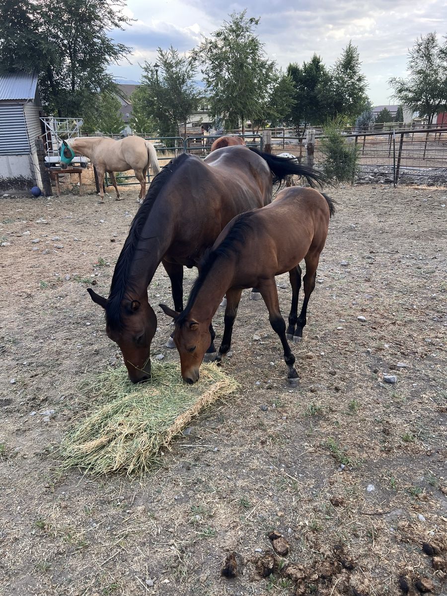 AQHA Bay Stud Colt