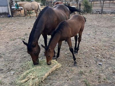AQHA Bay Stud Colt