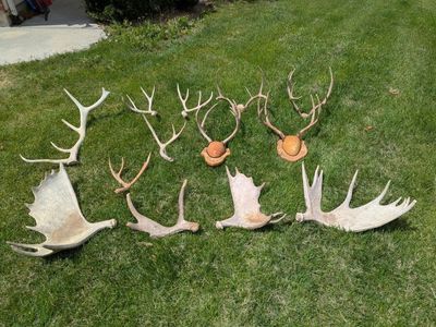 Antlers.