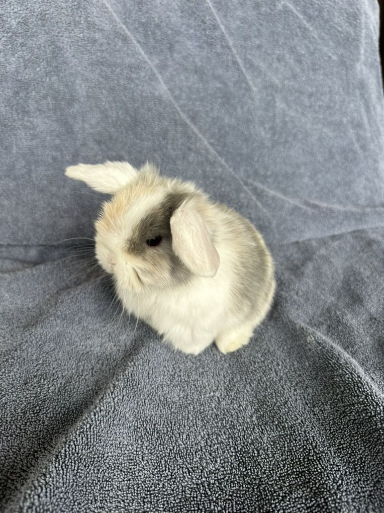 RESERVED - Holland Lop Bunny, Doe Purebred