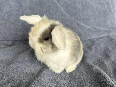RESERVED - Holland Lop Bunny, Doe Purebred