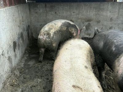 Pigs/Puercos Read/Leer
