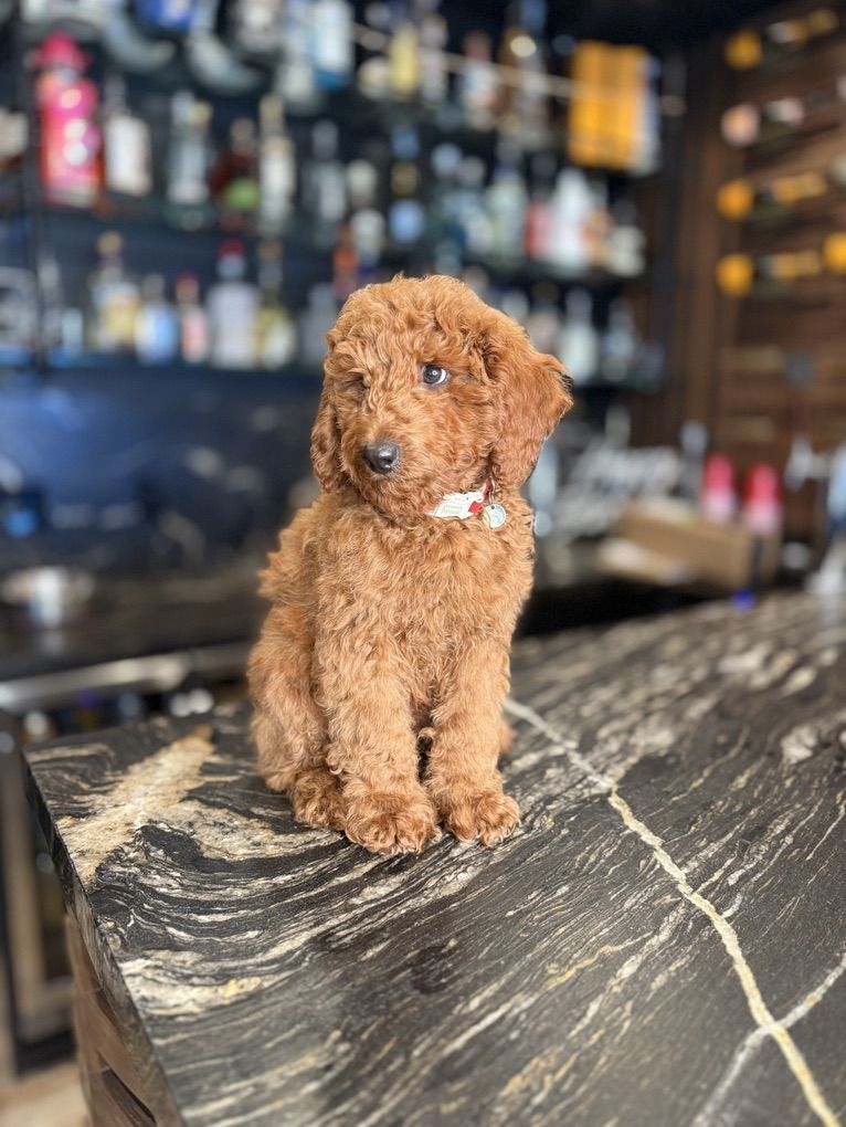 Stunning kennel Trained Mini Goldendoodle Puppy