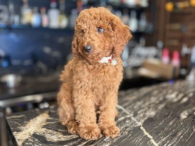 Stunning kennel Trained Mini Goldendoodle Puppy