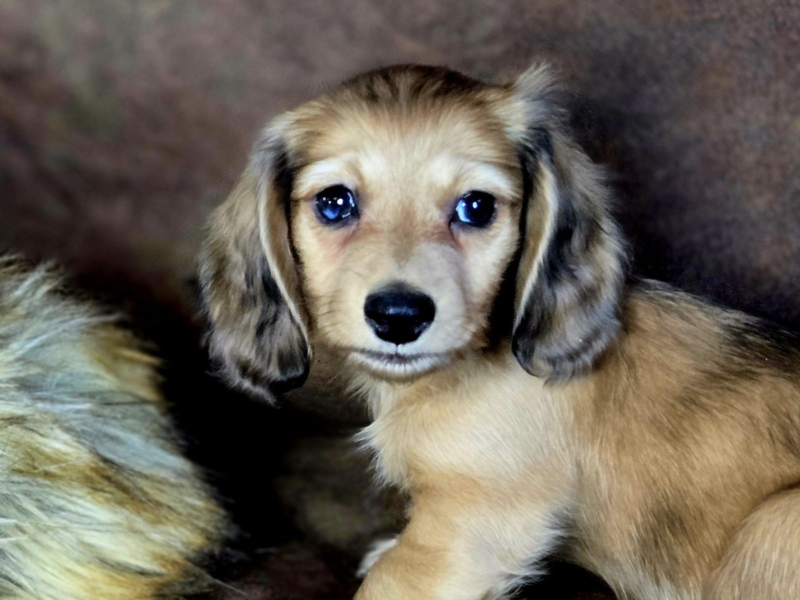 Akc mini cream dachshund