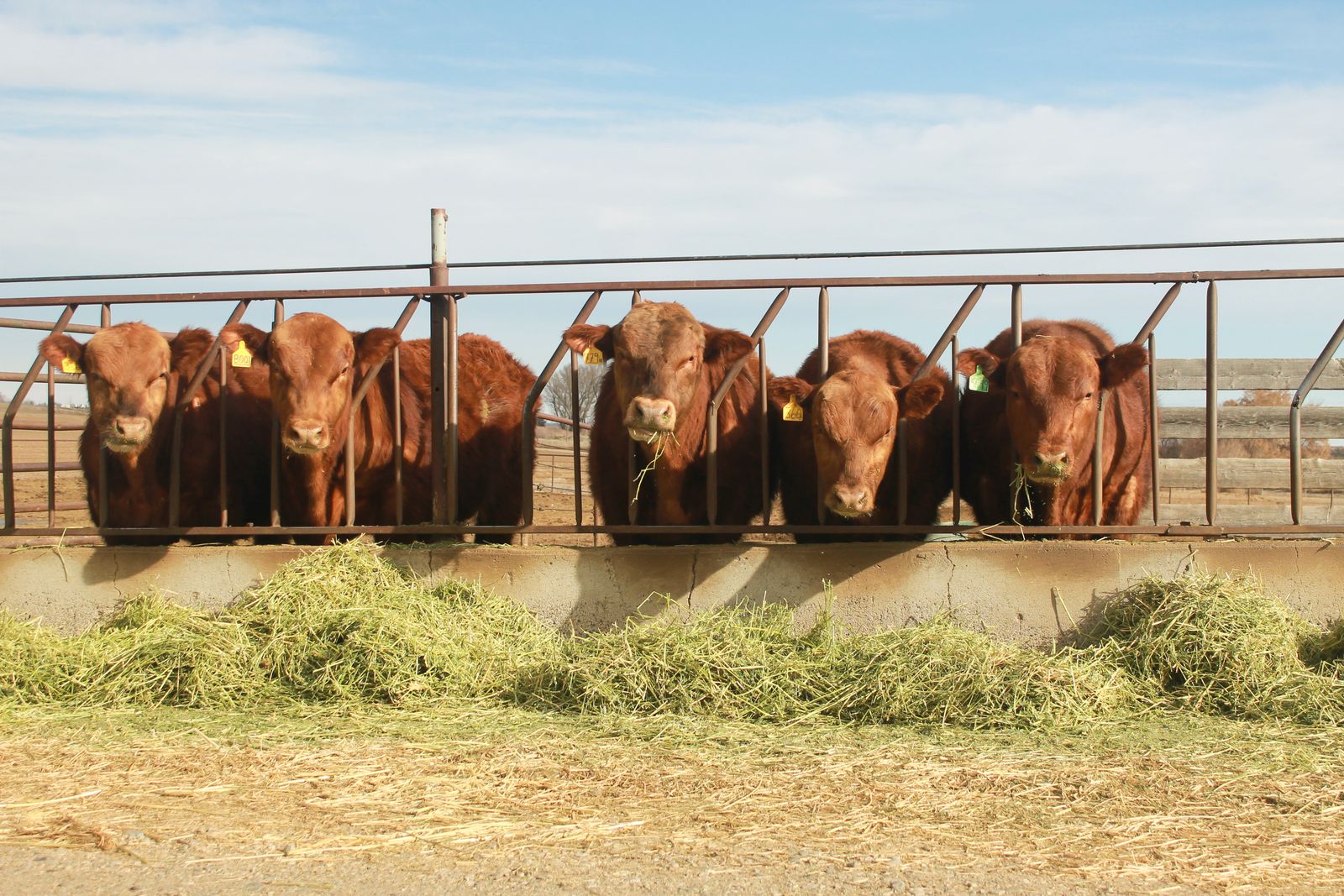 Red Angus Yearling Bulls - Registered and Commercial