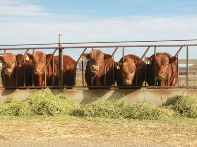 Red Angus Yearling Bulls - Registered and Commercial